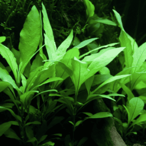 Hygrophila Corymbosa 'Siamensis 53B'