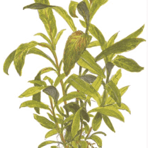 Hygrophila Corymbosa 'Siamensis 53B'