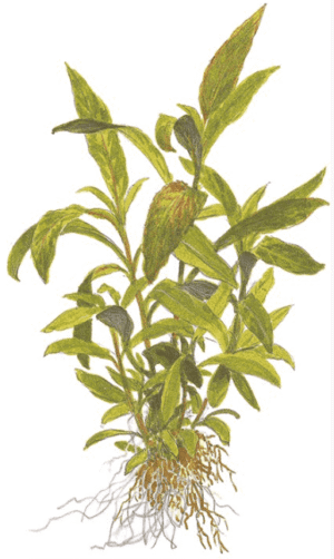 Hygrophila Corymbosa 'Siamensis 53B'