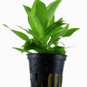 Hygrophila Corymbosa 'Stricta'