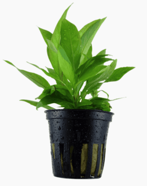 Hygrophila Corymbosa 'Stricta'