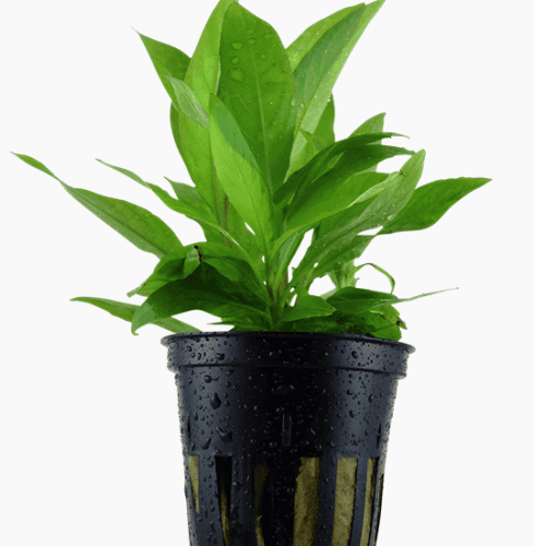 Hygrophila Corymbosa 'Stricta'