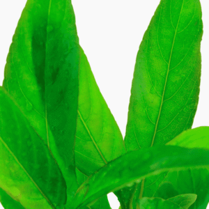 Hygrophila Corymbosa 'Stricta'