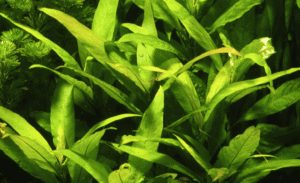 Hygrophila Corymbosa 'Stricta'