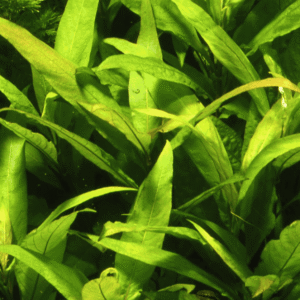 Hygrophila Corymbosa 'Stricta'