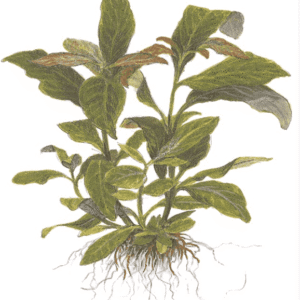 Hygrophila Corymbosa 'Stricta'