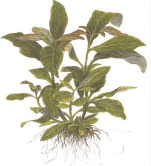 Hygrophila Corymbosa 'Stricta'