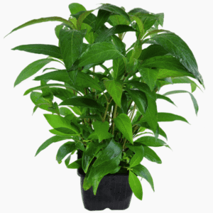 Hygrophila Corymbosa 'Stricta'