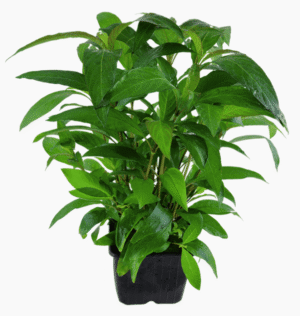 Hygrophila Corymbosa 'Stricta'