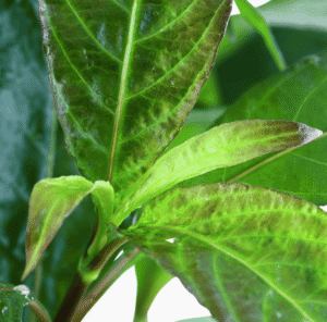 Hygrophila Corymbosa 'Stricta'