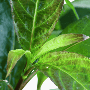 Hygrophila Corymbosa 'Stricta'