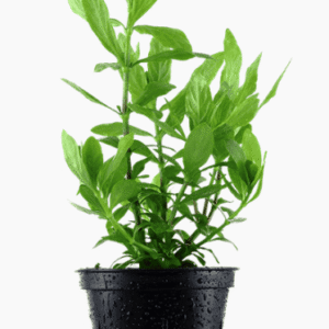 Hygrophila Polysperma