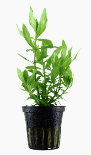 Hygrophila Polysperma