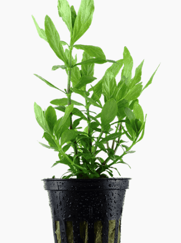 Hygrophila Polysperma