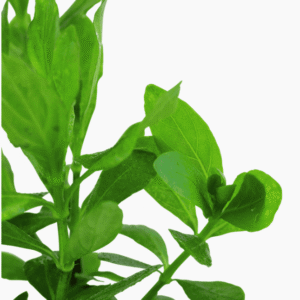 Hygrophila Polysperma