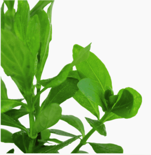 Hygrophila Polysperma