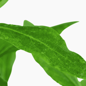 Hygrophila Polysperma