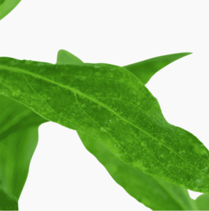 Hygrophila Polysperma