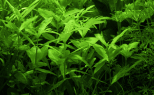 Hygrophila Polysperma