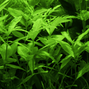 Hygrophila Polysperma