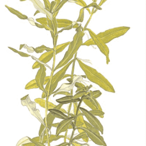 Hygrophila Polysperma