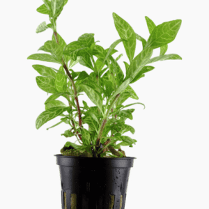 Hygrophila Polysperma 'Rosanervig'