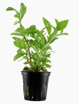 Hygrophila Polysperma 'Rosanervig'