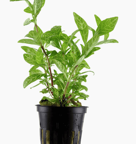 Hygrophila Polysperma 'Rosanervig'