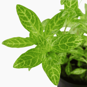 Hygrophila Polysperma 'Rosanervig'