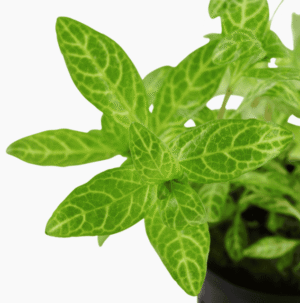 Hygrophila Polysperma 'Rosanervig'