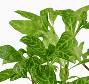 Hygrophila Polysperma 'Rosanervig'