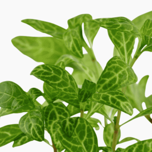 Hygrophila Polysperma 'Rosanervig'