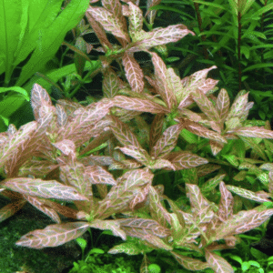 Hygrophila Polysperma 'Rosanervig'