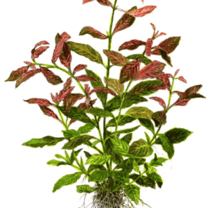 Hygrophila Polysperma 'Rosanervig'