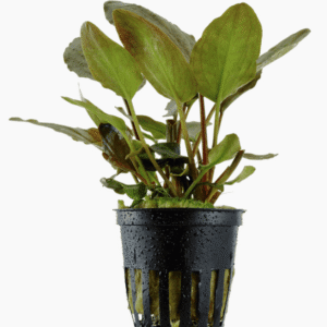 Lagenandra meeboldii 'Red'