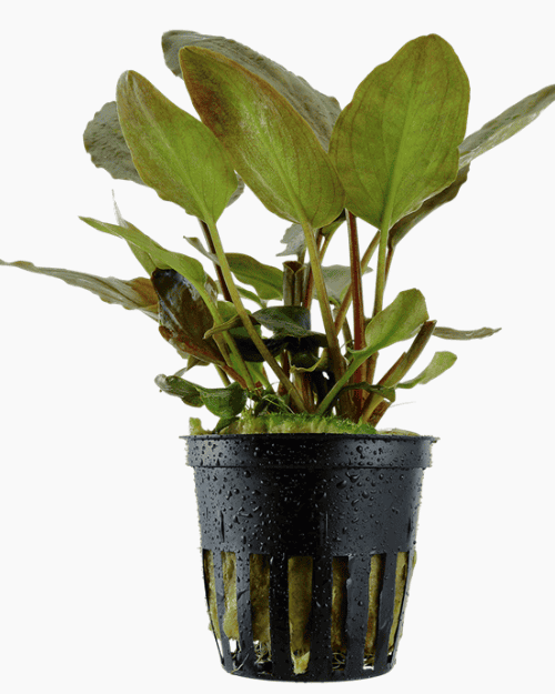 Lagenandra meeboldii 'Red'