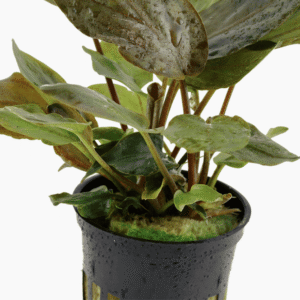 Lagenandra meeboldii 'Red'