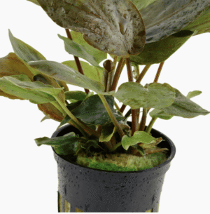 Lagenandra meeboldii 'Red'