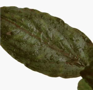 Lagenandra meeboldii 'Red'