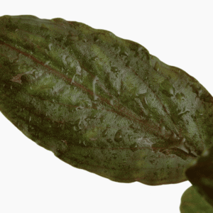 Lagenandra meeboldii 'Red'