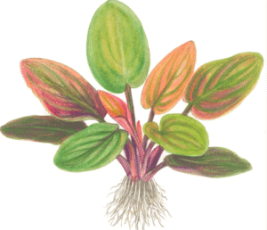 Lagenandra meeboldii 'Red'