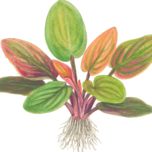 Lagenandra meeboldii 'Red'