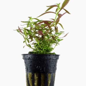 Limnophila Hippuridoides