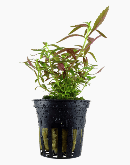 Limnophila Hippuridoides