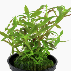 Limnophila Hippuridoides