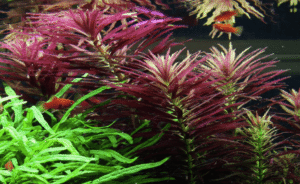 Limnophila Hippuridoides