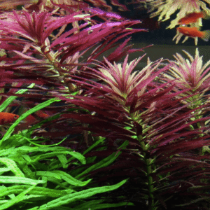 Limnophila Hippuridoides