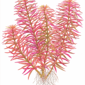 Limnophila Hippuridoides