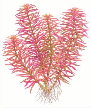 Limnophila Hippuridoides