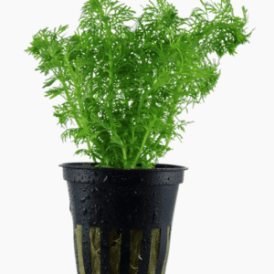 Limnophila Sessiliflora